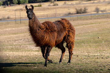 llama standing in a field © Bruce