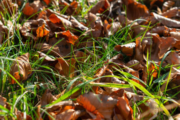 Dry red autumn leaves in long lush green grass