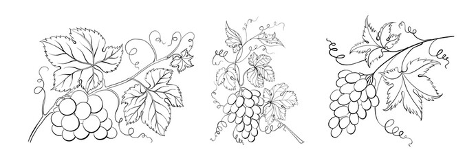 Set of differents grapes on white background.