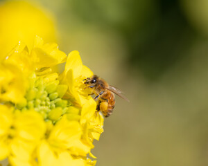 菜の花で蜜を集めるミツバチ