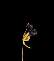Dried dead flower isolated on black background. Sample of a flower in oriental style with pastel colors.