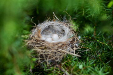 Naklejka na ściany i meble bird nest with eggs