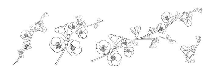 Set of differents sakura on white background. © Kotkoa