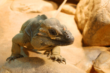 Leguan