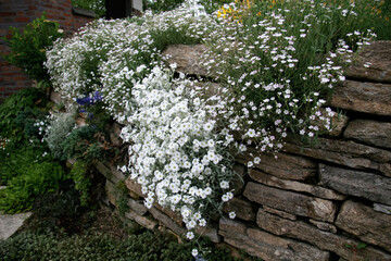 Baby’s Breath Gypsophila elegans growing on a garden's wall. Spring time.