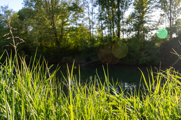 Riverbank in late summer during golden hour