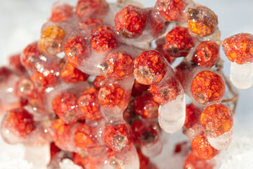 Red rowan in ice, against a background of snow. Macro chill, severe frost concept