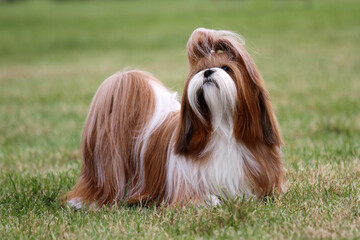 Shih Tzu