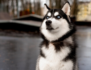 Husky dog ​​on a background of the park.