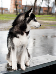 Husky dog ​​on a background of the park.