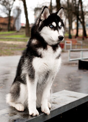 Husky dog ​​on a background of the park.