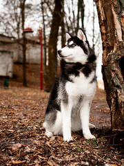 Obraz premium Husky dog ​​on a background of the park.