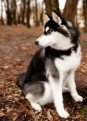 Husky dog ​​on a background of the park.