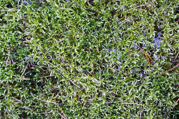 green forest moss in nature close up texture for background