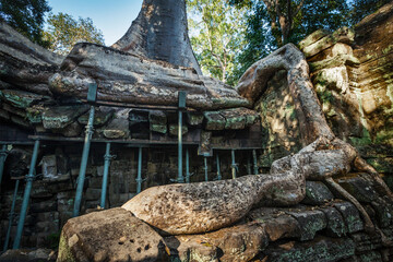 Fototapeta na wymiar Ancient ruins and tree roots, Ta Prohm temple, Angkor, Cambodia