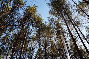 the sun shines through the tall pines in the forest