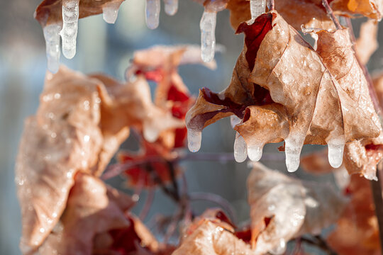 Branches CoverBranches Covered With Ice. Transparent Beautiful Icicles On The Branches Of A Tree Or Bush With Yellow Leaves.ed With Ice. Transparent Beautiful 