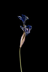 Iris Isolated on a black background dry flower with crumpled parts of dry leaves and petals with a part of dry stem. Herbarium of ordinary flowers improperly dried.