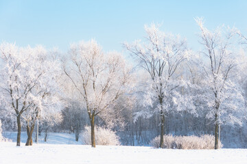 Elm and linden trees covered in hoarfrost in a city park and the bright sun in the sky, after a night cold fog.