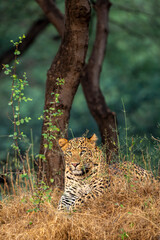Wild male leopard or panther resting in natural green background in forest of central india - panthera pardus fusca