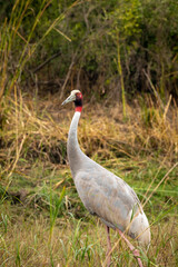 sarus crane or Grus antigone portrait in natural green background during outdoor safari excursion at keoladeo ghana national park or bharatpur bird sanctuary rajasthan india