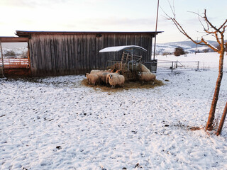 Schafe stehen im Schnee um eine Futterkrippe