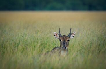 male nilgai or blue bull or Boselaphus tragocamelus Largest Asian antelope portrait in natural green background with an eye contact in grassland of tal chhapar sanctuary churu rajasthan india