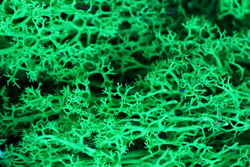 green stabilized preserved moss for ecological interior design close-up