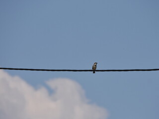 Sparrow on the wire against blue sky with cloud
