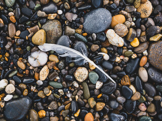 Washed-up seabird feather on wet seashore pebbles