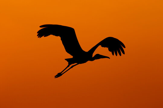 painted stork birds silhouette in flight with full wingspan in sunset light and colors in sky beauty of nature like painting at keoladeo national park or bharatpur bird sanctuary rajasthan india