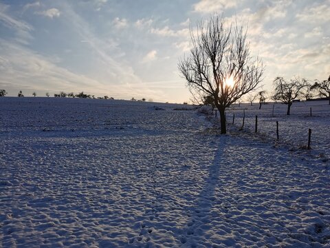 Sonne zwischen Ästen eines Baumes im Schnee
