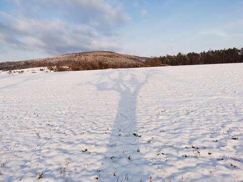 Schatten eines Baumes im Schnee