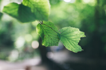 Green leaves under sunlight. Blurred background