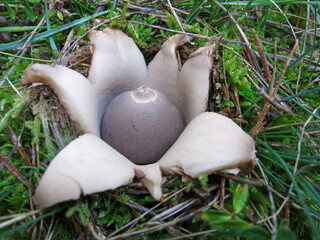boletus edulis mushroom