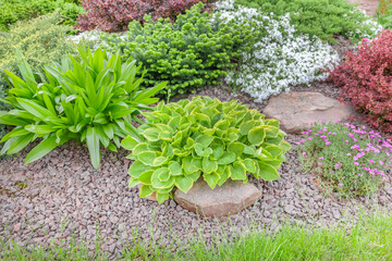 Composition of decorative deciduous and coniferous plants on an garden alpine hill.Landscape design...