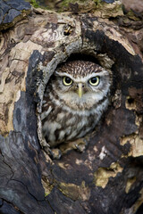 Little Owl