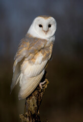 Barn Owl