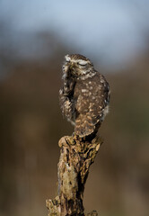 Fototapeta premium Little Owl