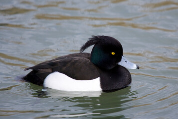 Fototapeta premium Tufted duck