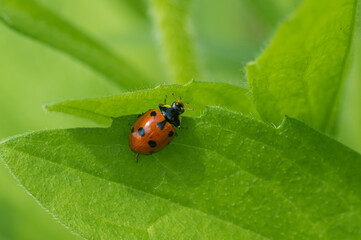 Lonely ladybird sitting on the edge of leaf in green jungle at spring season