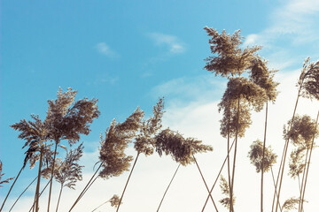 Dry reed stalks with the blue sky on background. River cane thicket in winter 