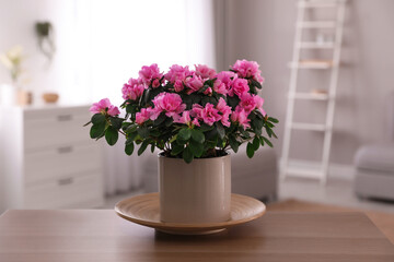 Beautiful house plant on wooden table in living room
