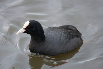 Coot