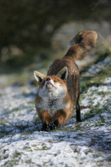 Red Fox