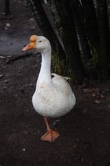 white goose on the water © DAN