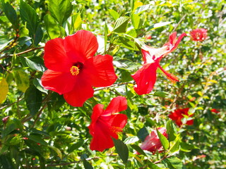 ハイビスカスの花たち