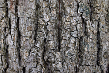 Fototapeta premium the texture of the bark of an old tree. close-up, macro