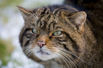 Scottish Wildcat