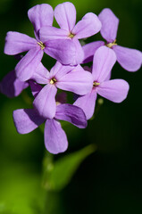 Dame's Rocket (Sweet Rocket) flower cluster